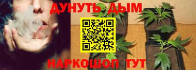 стафф Кингисепп